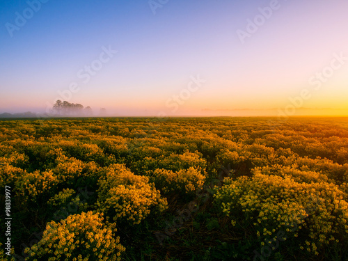 Sunrise At Rape Flower Field - Spring Landscape