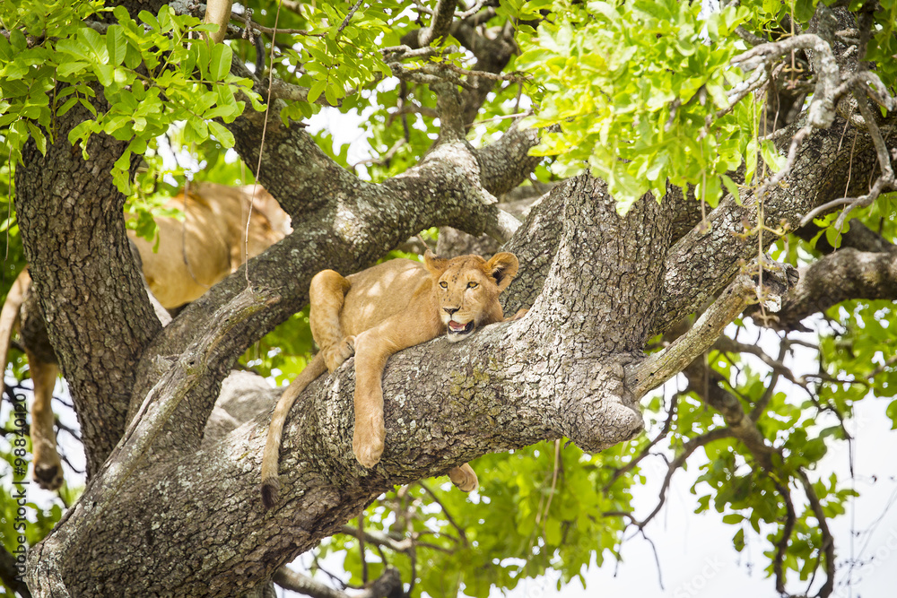 Fototapeta premium African lion rests in a tree really hot day