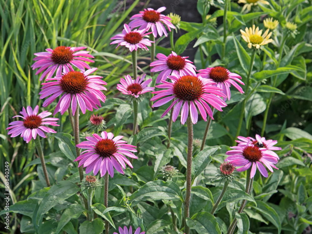 Obraz premium Purpur-Sonnenhut