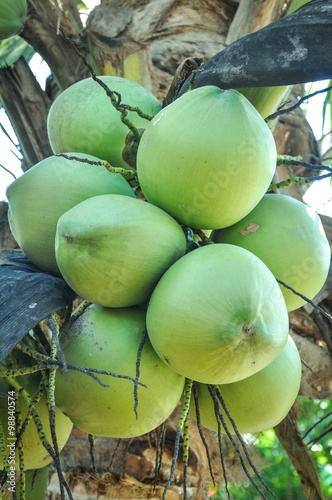 Coconut