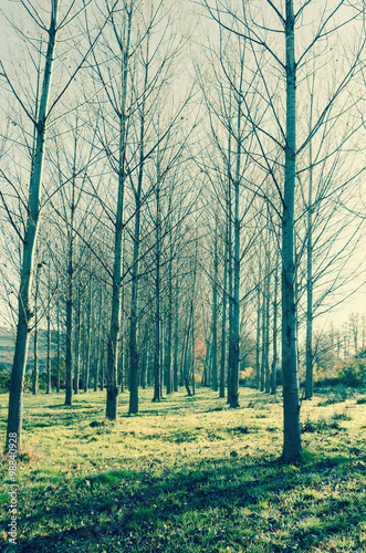 leafless trees