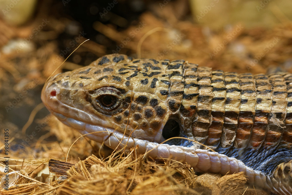 Naklejka premium Sudan plated lizard