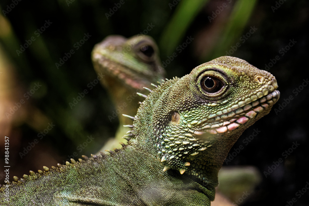 Naklejka premium Chinese water dragons