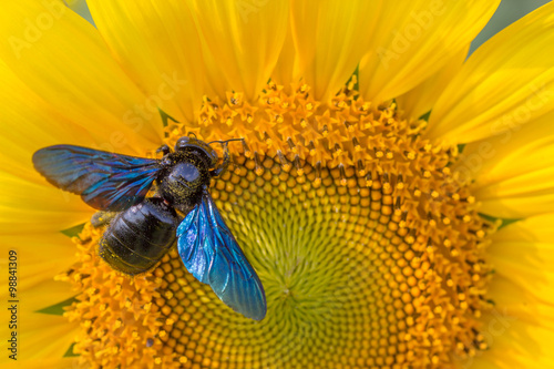 Fototapeta Naklejka Na Ścianę i Meble -  sunflower,bumble bee