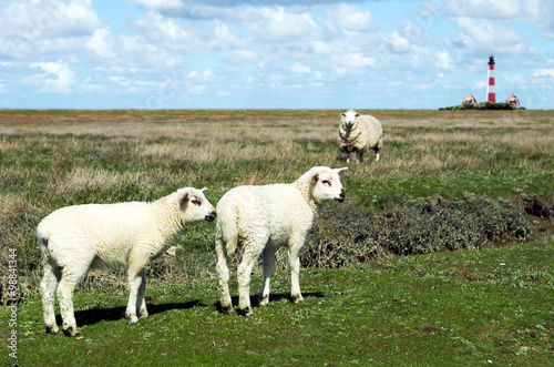 Schafe vor dem Leuchtturm