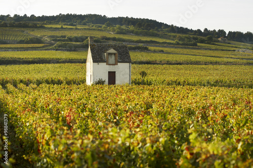 Vineyeards of Beaune