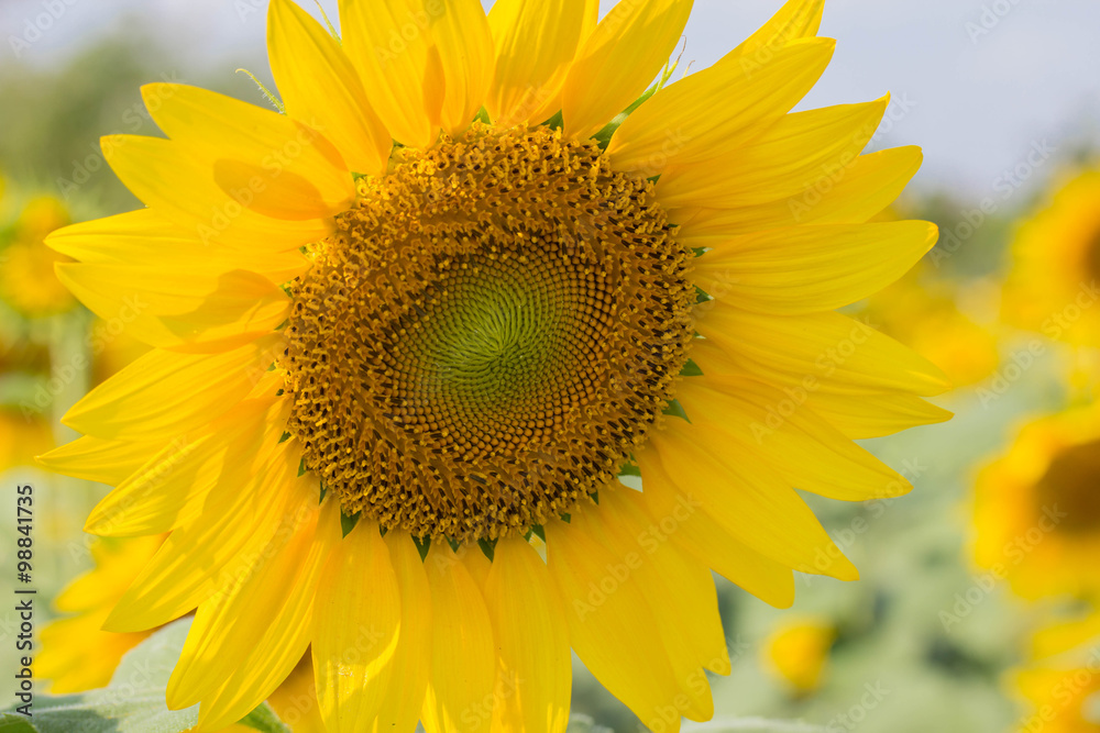 sunflower
