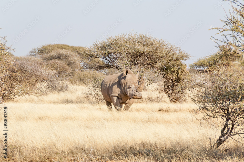 Southern White Rhino