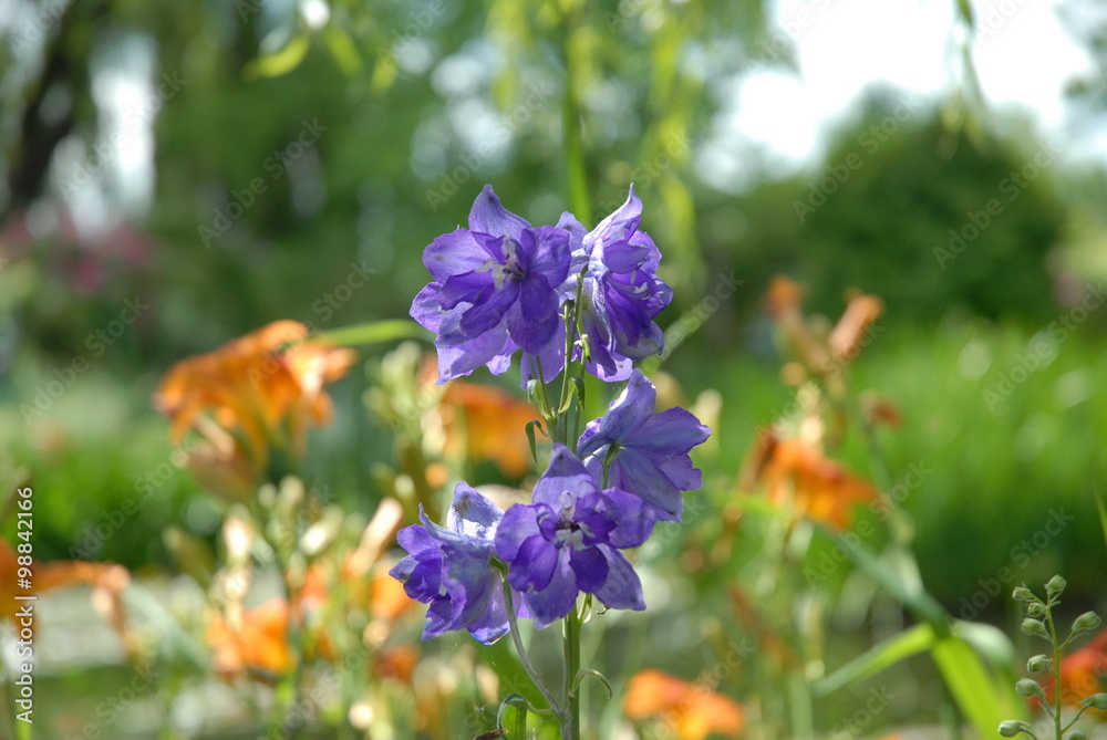 Obraz premium Giverny casa Claude Monet