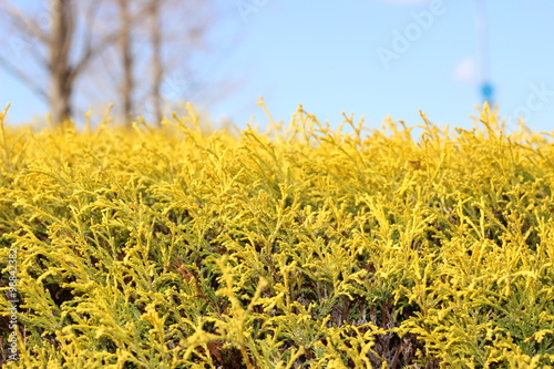 庭木のヨーロッパゴールド