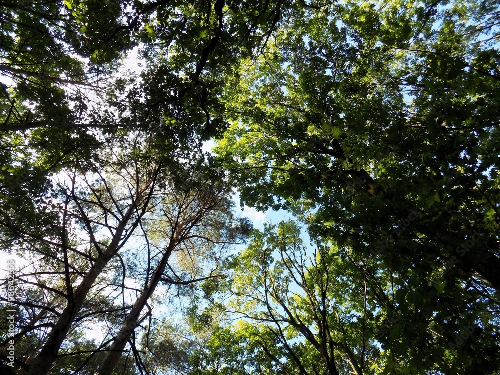 Deciduous forest Deciduous forest