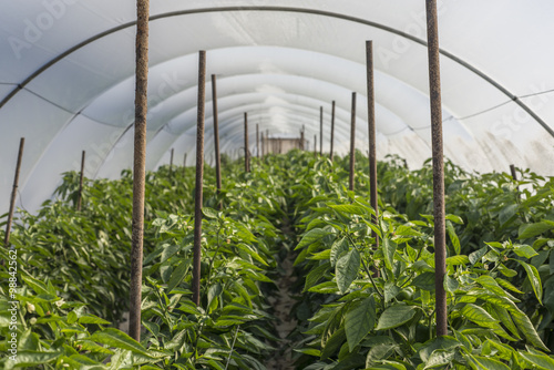 Bell pepper plantation in greenhouse