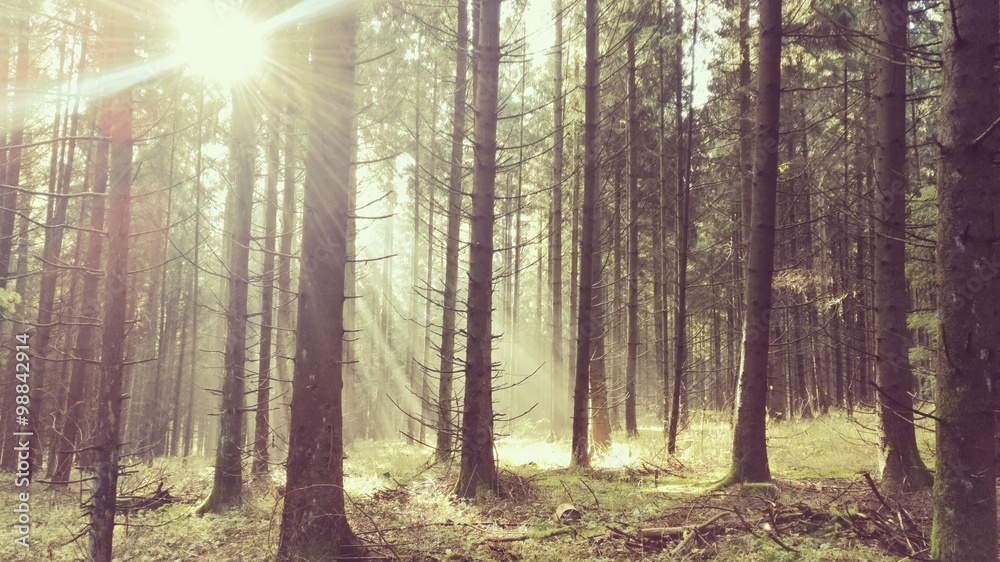 Fototapeta premium Sonnenstrahlen im Wald
