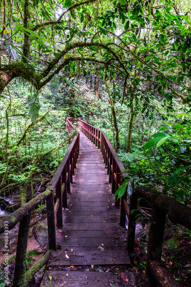 Wooden footpath nature trail at Doi Inthanon National Park in Chiang Mai, Thailand.