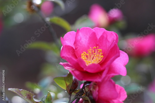 ツバキの花