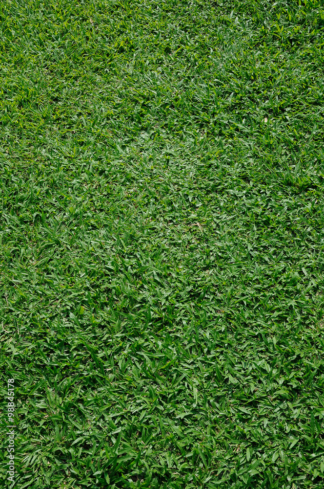 grass background vertical grass background vertical