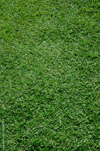 grass background vertical