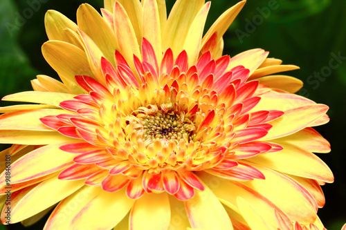 chrysanthemum flower outdoor daylight