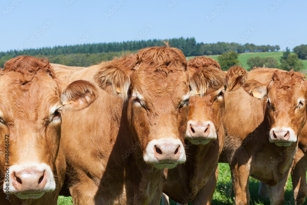 Row of curious brown Limousin beef cows in a pasture in a closeup head view with focus to the second cow