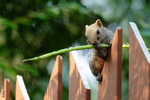 Squrriel eatting food on fence photo