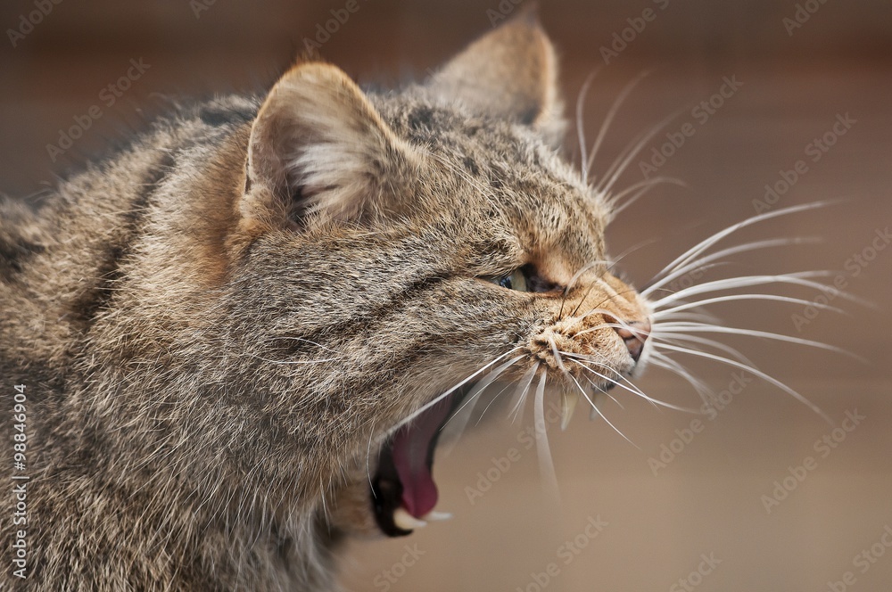 European wildcat yawning
