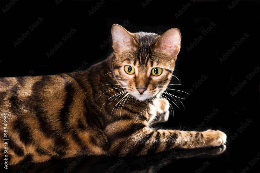 Cat breed toyger on black background