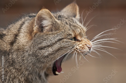European wildcat yawning photo