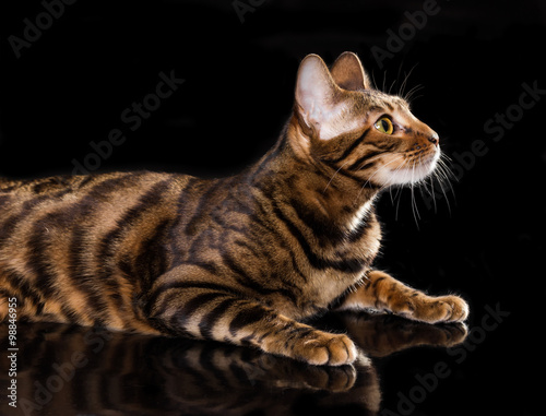 Foto Cat breed toyger on black background
