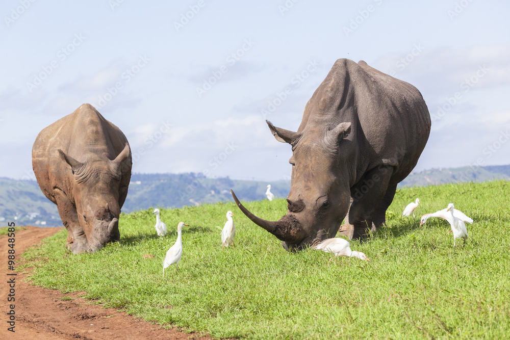Fototapeta premium Rhinos Summer