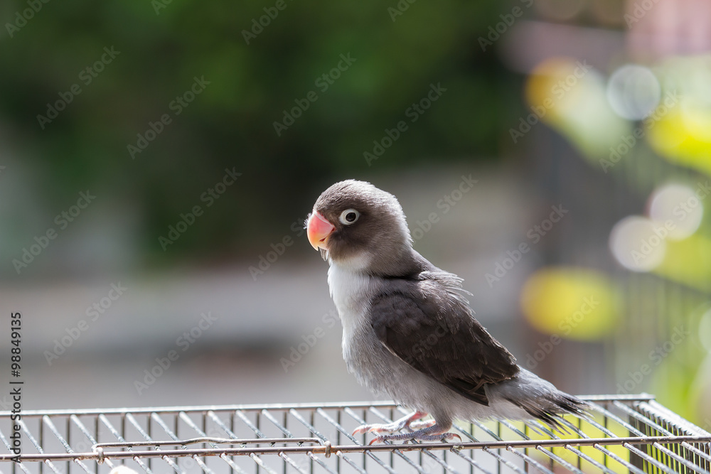 Fototapeta premium Cute lovebird standing on the cage