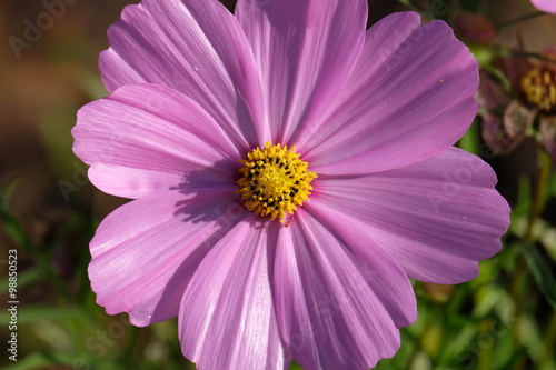 Close up of Cosmos flower