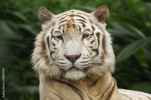 White Tiger, Portrait of Adult (Panthera tigris)