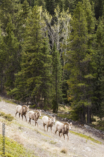 Big Horn Sheep in the Seculed Nature of Banff National park