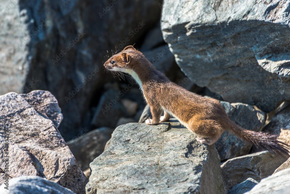 East ermine stroll among the rocks East ermine stroll among the rocks