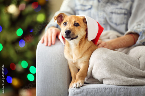 Female person holding small cute funny dog at chair on Christmas tree background