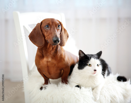 Beautiful cat and dachshund dog on chair, indoor © Africa Studio