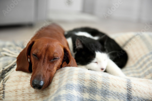 Fototapeta Naklejka Na Ścianę i Meble -  Beautiful cat and dachshund dog on plaid