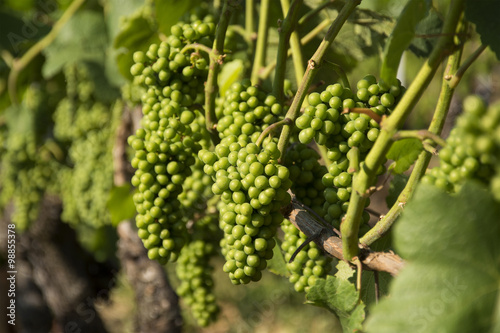 Grapes at a Vineyard in Switzerland