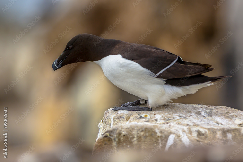 Fototapeta premium Razorbill looking down from rock