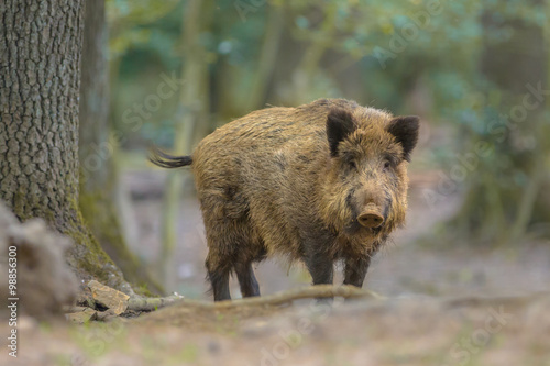 Wild boar looking from the forest