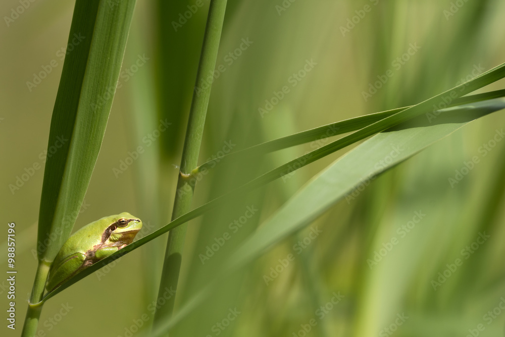 Tree frog
