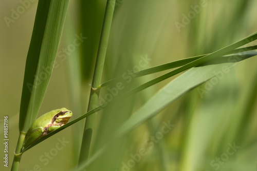 Obraz na płótnie Tree frog w salonie