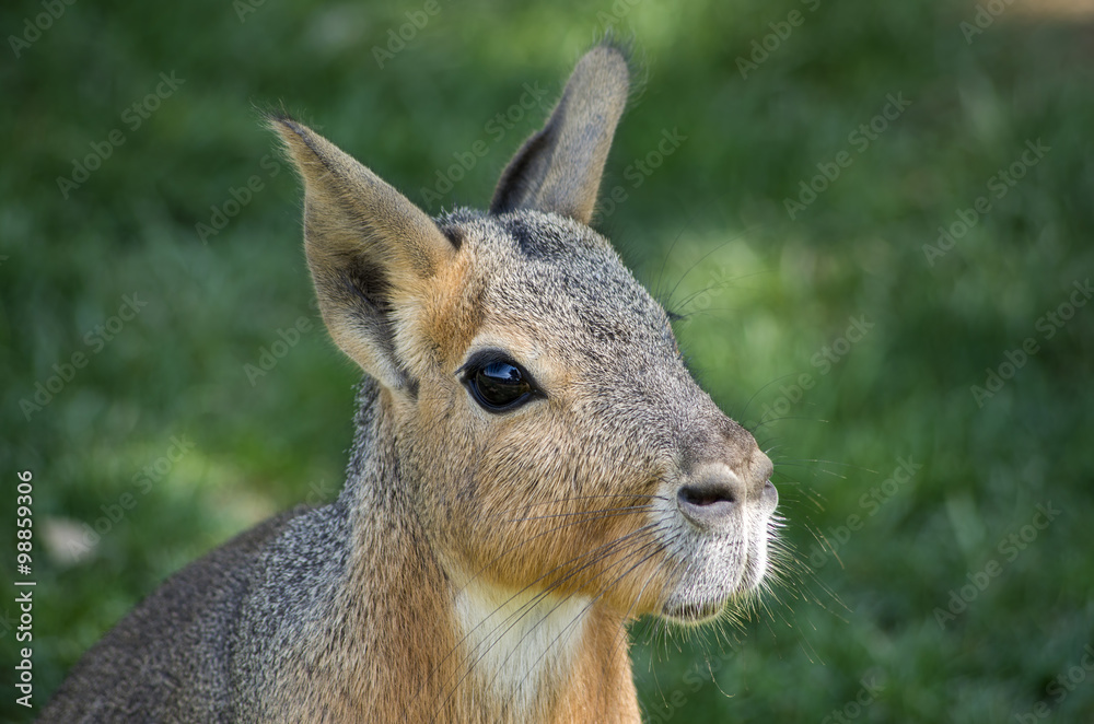 Kanguru Kanguru