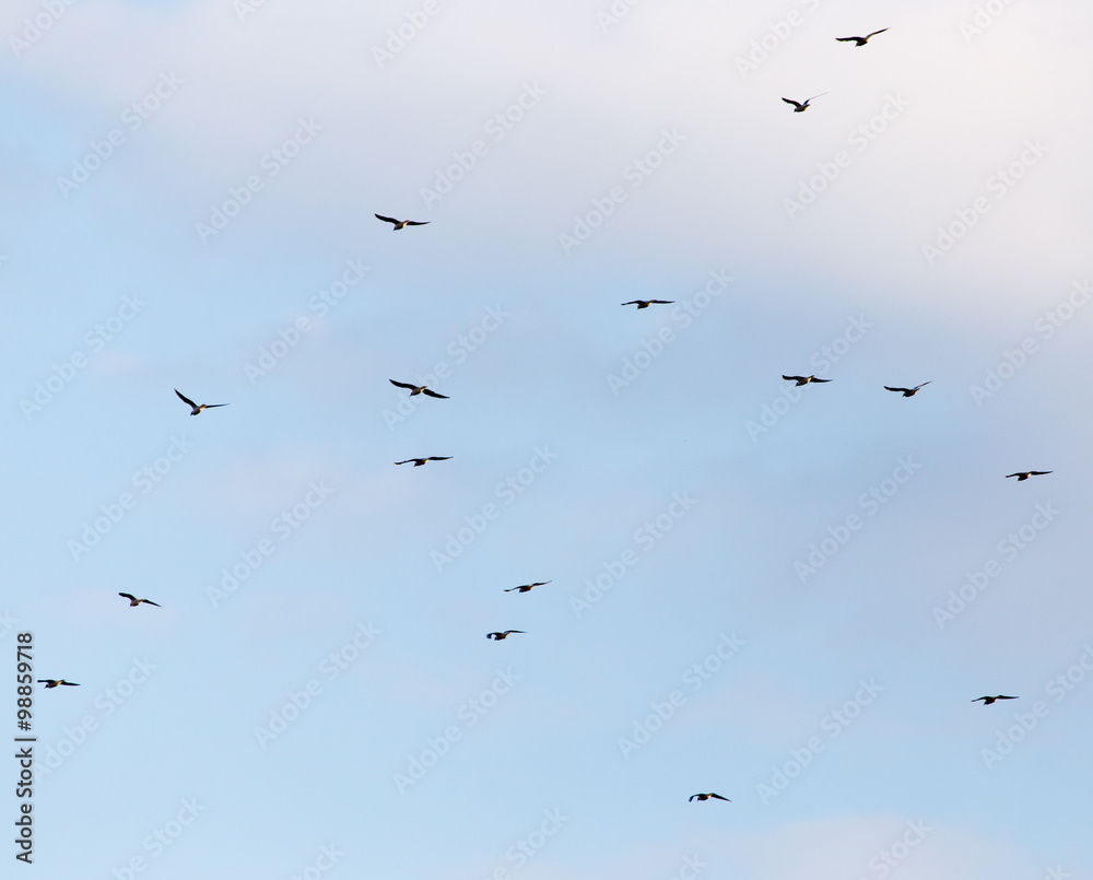 A flock of seagulls flying in the sky A flock of seagulls flying in the sky
