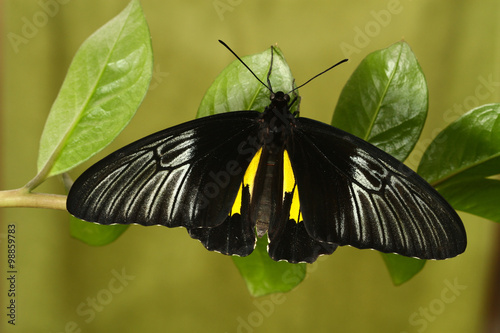 Philippinesl Golden birdwing  butterfly rest on the plant photo