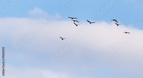 A flock of seagulls flying in the sky