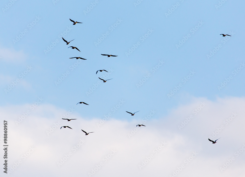 A flock of seagulls flying in the sky A flock of seagulls flying in the sky