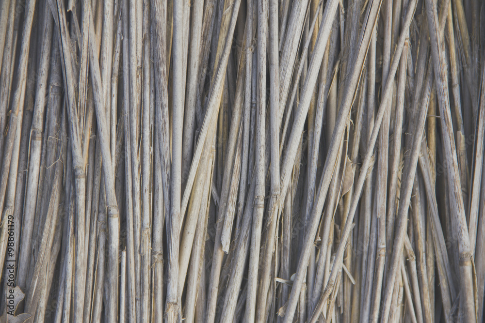 Front view of cane dry, as a background Front view of cane dry, as a background