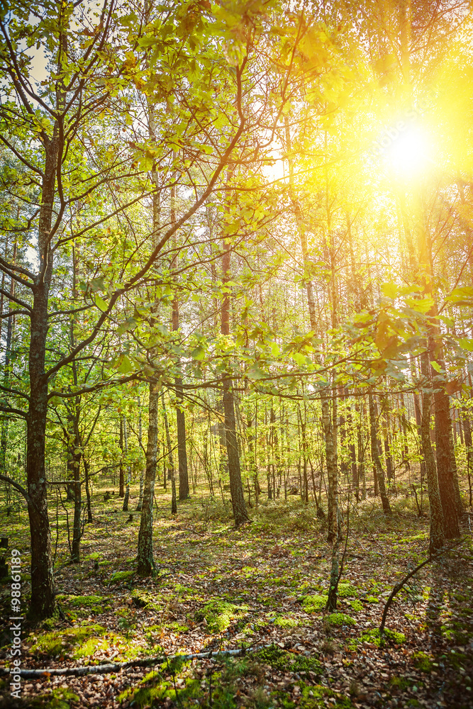 Naklejka premium Sunrise in autumn forest nature concept