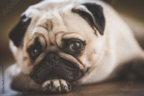 Cute pug puppy dog photo